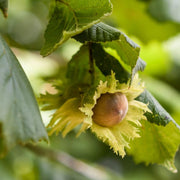 American Hazelnut Seeds