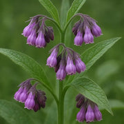 Healing Herb Comfrey Seeds - Herbal Plant
