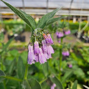 Healing Herb Comfrey Seeds - Herbal Plant