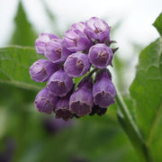 Healing Herb Comfrey Seeds - Herbal Plant