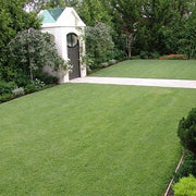 Heat Tolerant Grass Seeds - Flower Plant