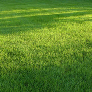 Heat Tolerant Grass Seeds - Flower Plant