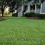 Heat Tolerant Grass Seeds - Flower Plant