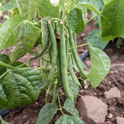 Beans Seeds, Phaseolus vulgaris