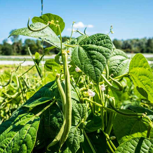 Beans Seeds, Phaseolus vulgaris
