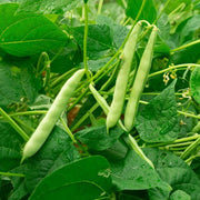 Beans Seeds, Phaseolus vulgaris