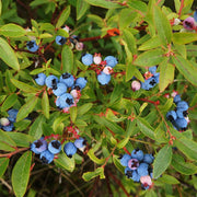 Heirloom Berry Bush Seeds
