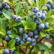 Heirloom Berry Bush Seeds