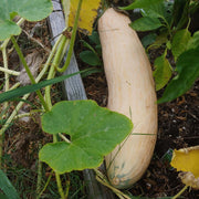 Heirloom Candy Roaster Squash Seeds - Vegetable Plant