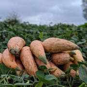 Heirloom Candy Roaster Squash Seeds - Vegetable Plant