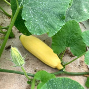 Heirloom Candy Roaster Squash Seeds - Vegetable Plant