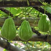 Heirloom Chayote Seeds - Vegetable Plant
