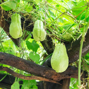 Heirloom Chayote Seeds - Vegetable Plant