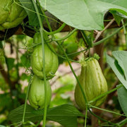 Heirloom Chayote Seeds