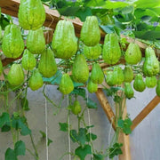 Heirloom Chayote Seeds