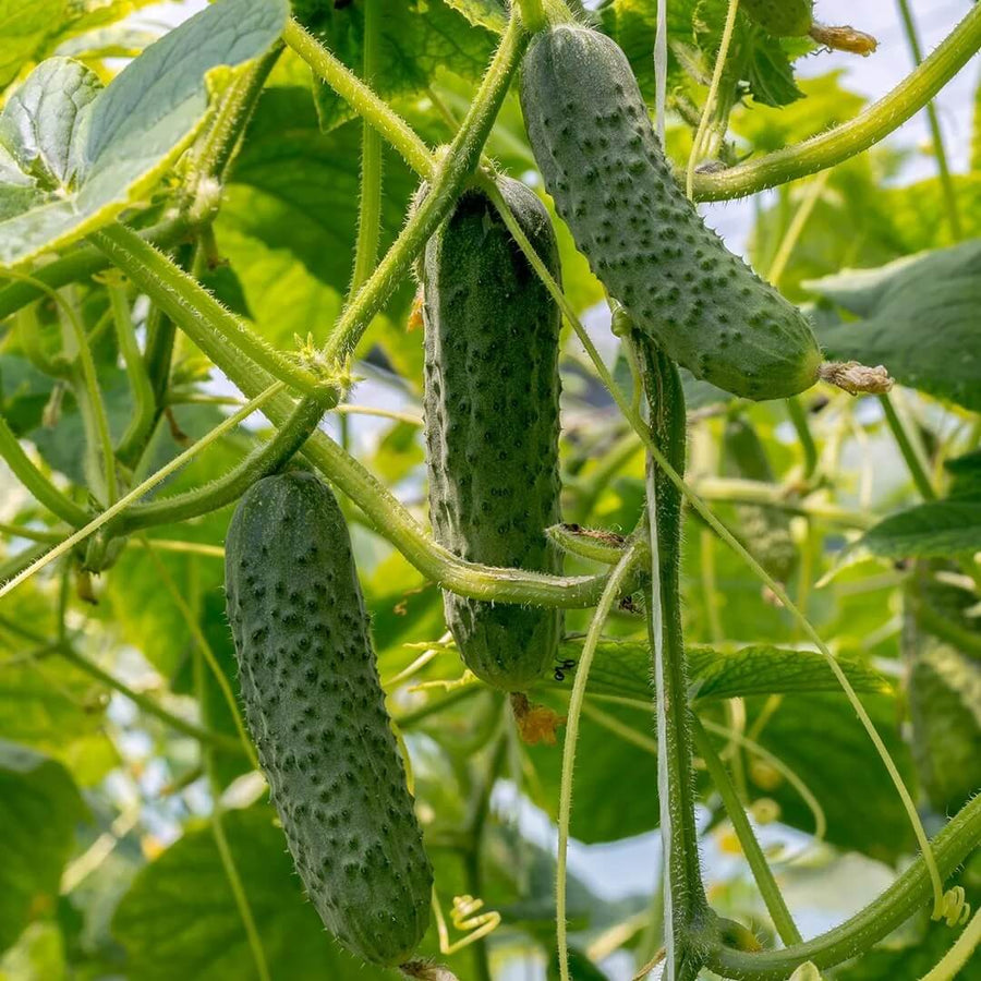Heirloom Cucumber Seeds