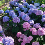 Heirloom Hydrangea Seeds - Flower Plant