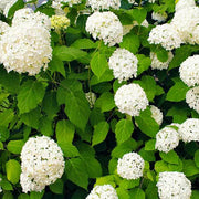 Heirloom Hydrangea Seeds