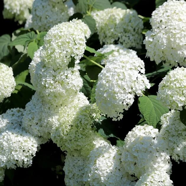 Heirloom Hydrangea Seeds - Flower Plant