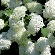 Heirloom Hydrangea Seeds - Flower Plant