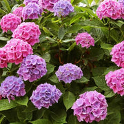 Heirloom Hydrangea Seeds - Flower Plant