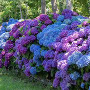 Heirloom Hydrangea Seeds - Flower Plant