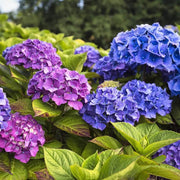 Heirloom Hydrangea Seeds