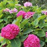 Heirloom Hydrangea Seeds