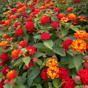 Heirloom Lantana Seeds - Flower Plant