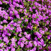 Heirloom Lantana Seeds - Flower Plant