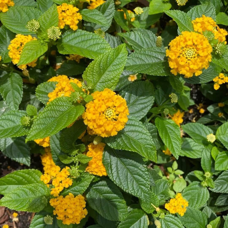 Heirloom Lantana Seeds - Flower Plant