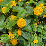 Heirloom Lantana Seeds