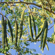 Heirloom Moringa Seeds - Herbal Plant
