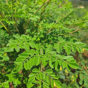 Heirloom Moringa Seeds - Herbal Plant