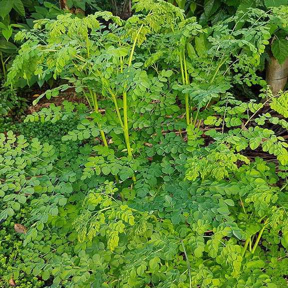 Heirloom Moringa Seeds - Herbal Seeds