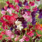 wildflower Heirloom Pea Seeds