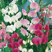wildflower Heirloom Pea Seeds