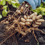Non Seeds, Arachis hypogaea