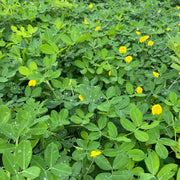 Non Seeds, Arachis hypogaea