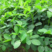 Non Seeds, Arachis hypogaea
