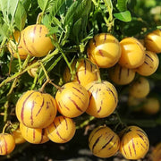 Dwarf Seeds, Solanum muricatum Fruit Seeds