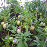 Dwarf Seeds, Solanum muricatum