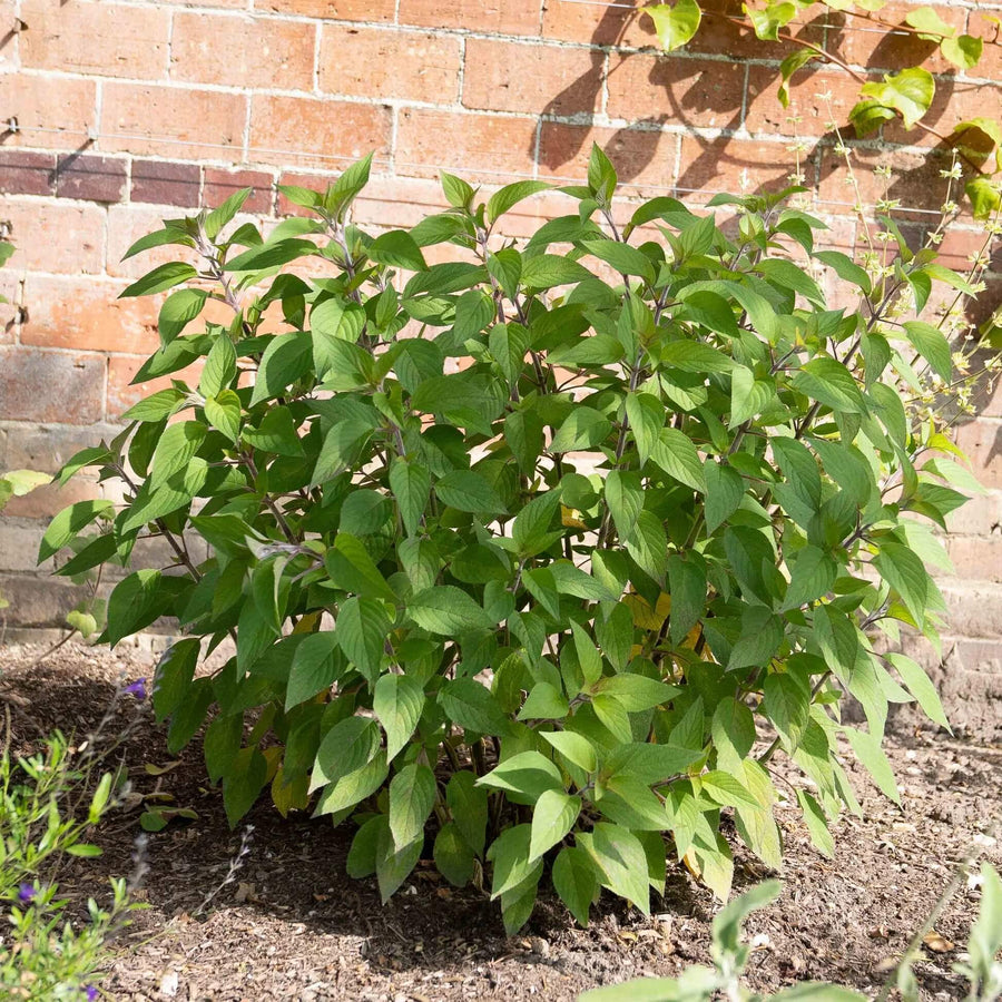 Heirloom Pineapple Sage Seeds - Herbal Seeds