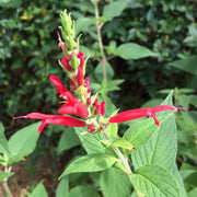 Heirloom Pineapple Sage Seeds - Herbal Plant