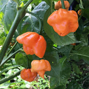 Heirloom Scotch Bonnet Pepper Seeds