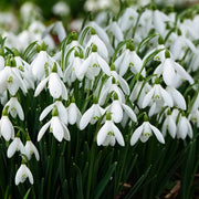 Snowdrop Seeds, Galanthus nivalis Flower Seeds