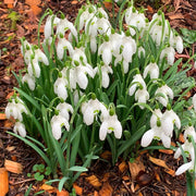 Snowdrop Seeds, Galanthus nivalis Flower Seeds