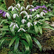 Snowdrop Seeds, Galanthus nivalis Flower Seeds