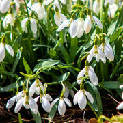 Snowdrop Seeds, Galanthus nivalis Flower Seeds