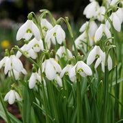 Snowdrop Seeds, Galanthus nivalis Flower Seeds